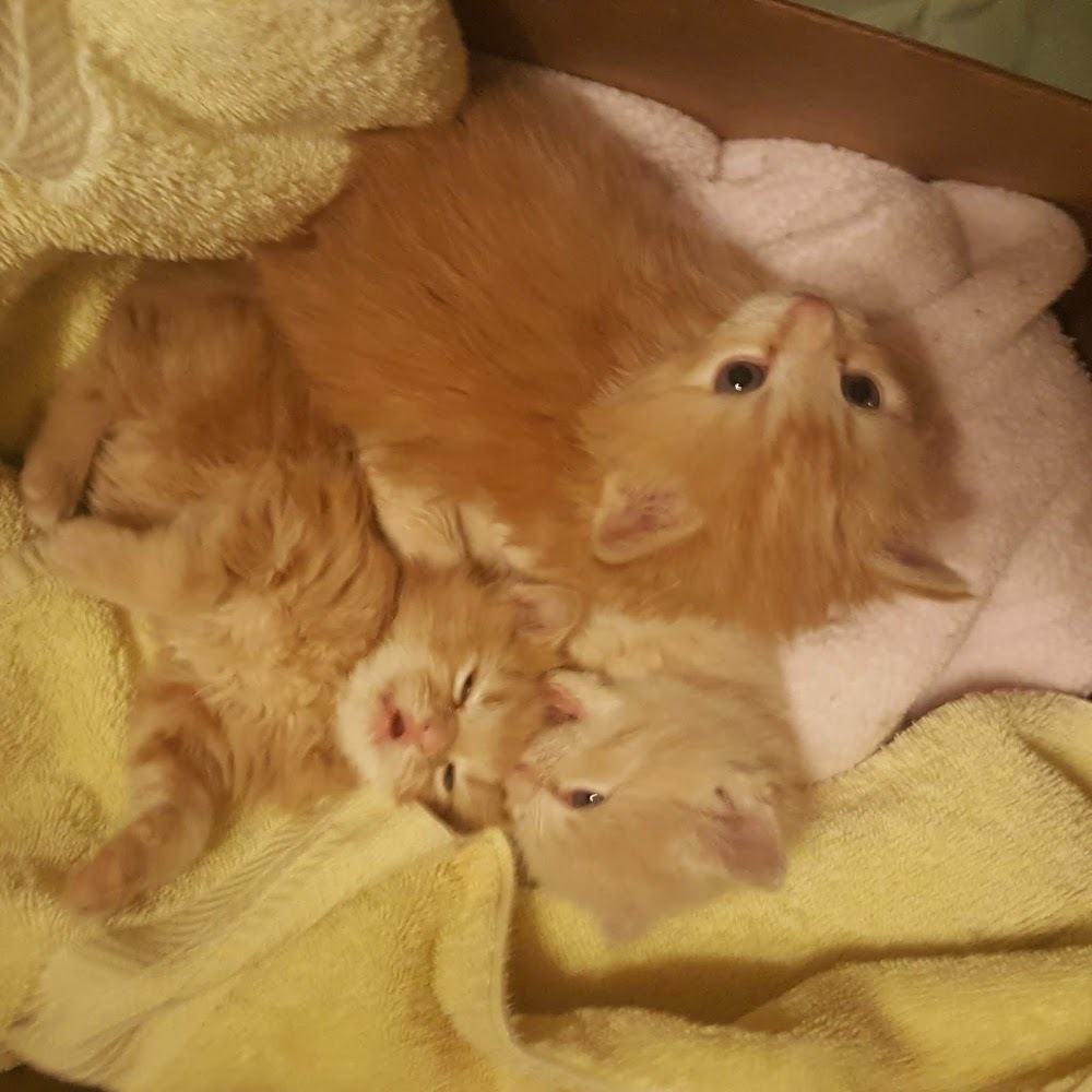 Meet your Posher, Three orange